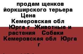 продам щенков йоркширского терьера › Цена ­ 15 000 - Кемеровская обл., Юрга г. Животные и растения » Собаки   . Кемеровская обл.,Юрга г.